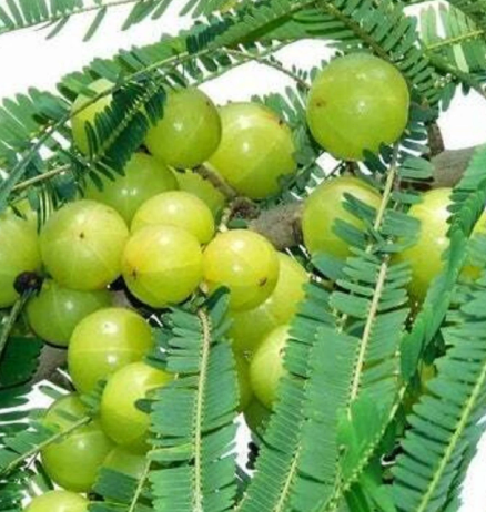 Amla (Indiase kruisbes)