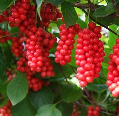 Schisandra Chinensis